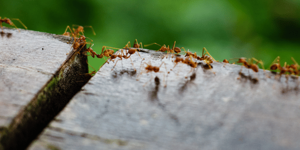 Control efectivo de plaga de hormigas