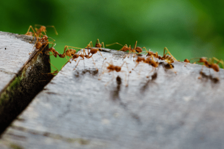 Control efectivo de plaga de hormigas