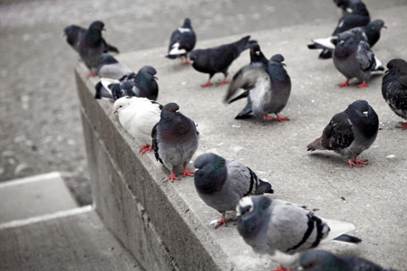 Métodos eficaces para ahuyentar palomas | Plaguitecno